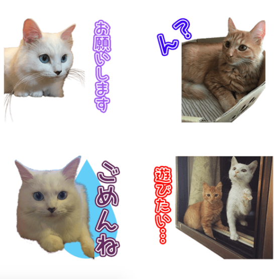ミミィちゃんと後輩猫ちゃんのオリジナルLINEスタンプ制作